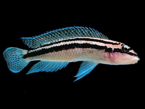 JULIDOCHROMIS DICKFELDI